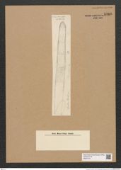 Clavicula sp. (de-Toni-Nr.: Genus 75) Zeichnungen Sammlung Grunow Nr. 5760 (NHMW-BOT-W0374151)